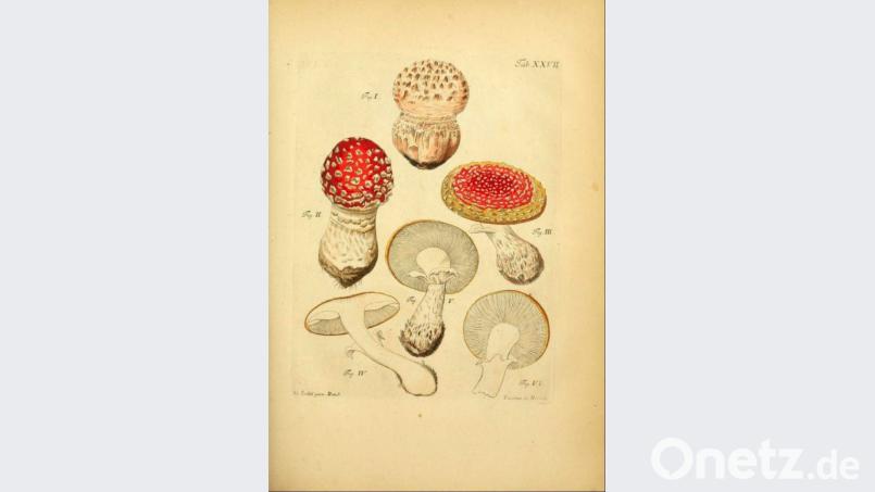 Die Ausstellung im Naturkundemuseum zeigt unter anderem schöne Kupferstiche der heimischen Natur. Bild: Susanne Wolke