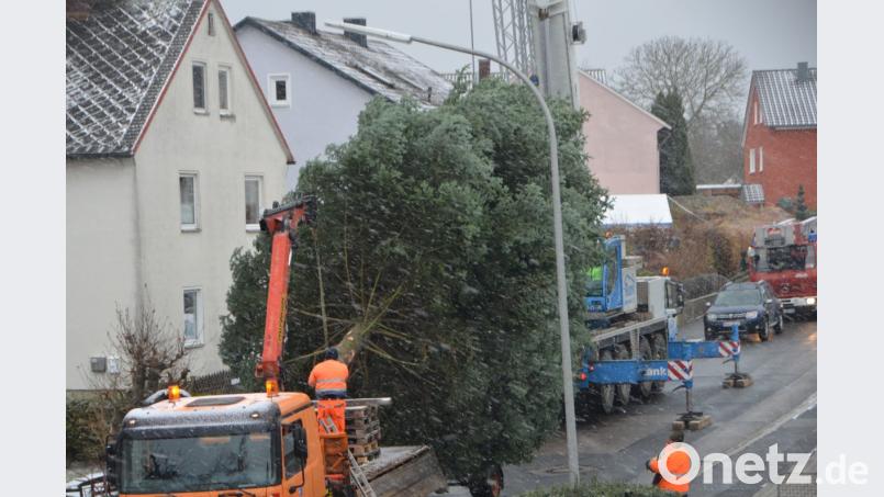 Mit Hilfe des Kranwagens der Firma Rank aus Weiden schwebt die stattliche Tanne aus dem Gartengrundstück von Sonja Spiller auf den städtischen LKW und wird vor das Rathaus transportiert. Dort erfreut der Baum die Herzen in der Advents- und Vorweihnachtszeit. Bild: dob