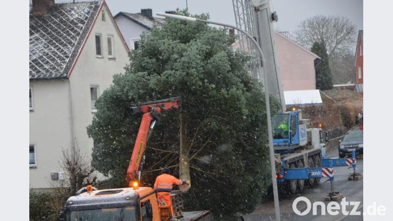 Mit Hilfe des Kranwagens der Firma Rank aus Weiden schwebt die stattliche Tanne aus dem Gartengrundstück von Sonja Spiller auf den städtischen LKW und wird vor das Rathaus transportiert. Dort erfreut der Baum die Herzen in der Advents- und Vorweihnachtszeit. Bild: dob