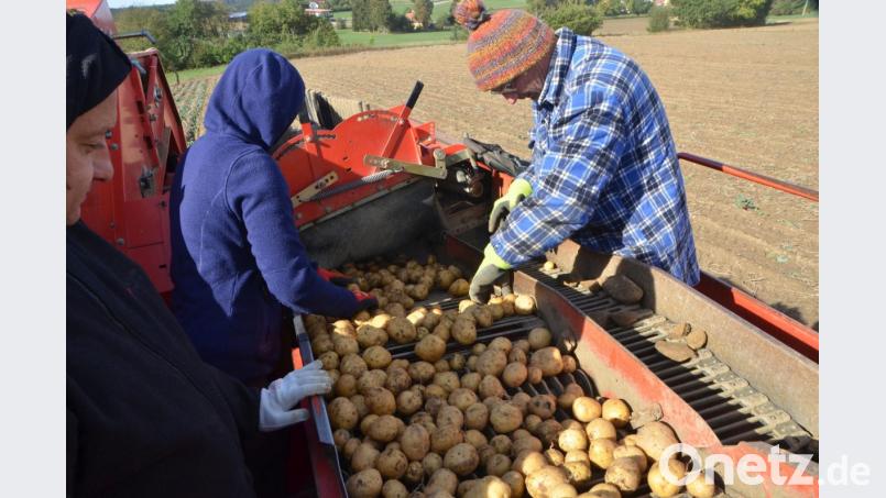 Dick eingepackte Erntehelfer bei Vohenstrauß. Schon bei der Ernte im Herbst zeichneten sich herbe Einbußen beim Ertrag ab. Bild: dob