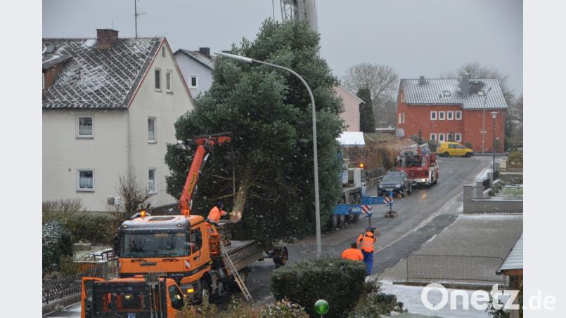 Mit Hilfe des Kranwagens der Firma Rank aus Weiden schwebt die stattliche Tanne aus dem Gartengrundstück von Sonja Spiller auf den städtischen LKW und wird vor das Rathaus transportiert. Dort erfreut der Baum die Herzen in der Advents- und Vorweihnachtszeit. Bild: dob