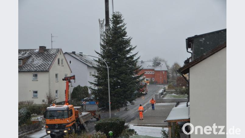 Mit Hilfe des Kranwagens der Firma Rank aus Weiden schwebt die stattliche Tanne aus dem Gartengrundstück von Sonja Spiller auf den städtischen LKW und wird vor das Rathaus transportiert. Dort erfreut der Baum die Herzen in der Advents- und Vorweihnachtszeit. Bild: dob