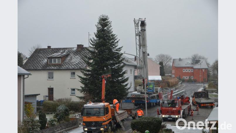 Mit Hilfe des Kranwagens der Firma Rank aus Weiden schwebt die stattliche Tanne aus dem Gartengrundstück von Sonja Spiller auf den städtischen LKW und wird vor das Rathaus transportiert. Dort erfreut der Baum die Herzen in der Advents- und Vorweihnachtszeit. Bild: dob