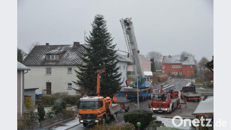 Mit Hilfe des Kranwagens der Firma Rank aus Weiden schwebt die stattliche Tanne aus dem Gartengrundstück von Sonja Spiller auf den städtischen LKW und wird vor das Rathaus transportiert. Dort erfreut der Baum die Herzen in der Advents- und Vorweihnachtszeit. Bild: dob