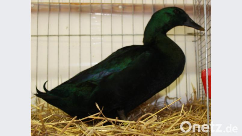 Es zeigt eine Ente der Rasse Cayugaente Schwarz. Bild: lk