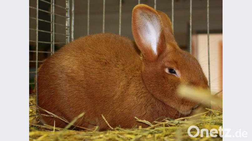 Es zeigt ein Kaninchen der Rasse Rote Neuseeländer. Bild: lk