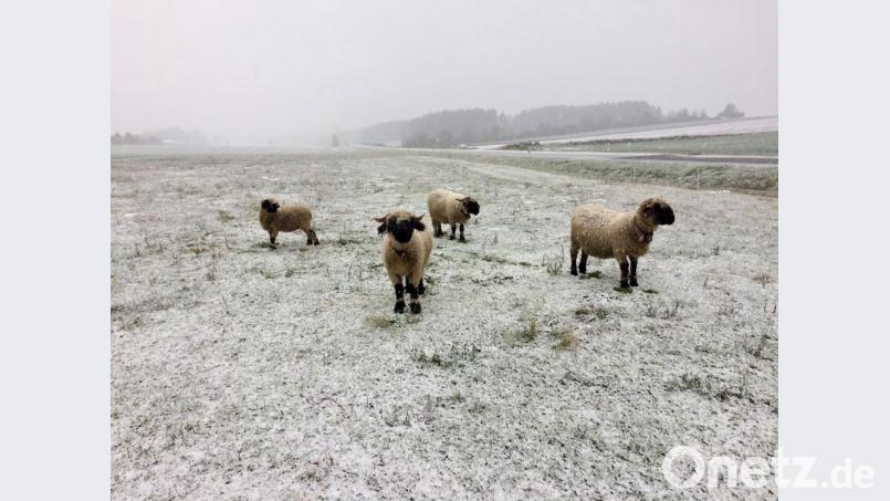 Walliser Schwarznasen grasen im ersten Schnee auf einer Wiese bei Atzlricht. Bild: roa