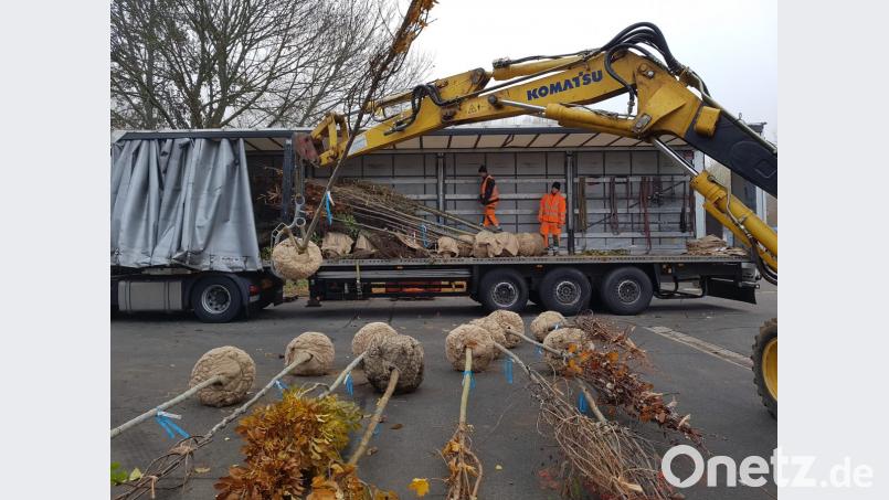 Keine Zeit, um Wurzeln zu schlagen, haben die Mitarbeiter der Stadtgärtnerei: Sie müssen die 40 neuen Laubbäume in der Stadt pflanzen. Sie sollen die Lücken im Grün schließen, die der Sturm gerissen hat. Bild: Stadt Weiden