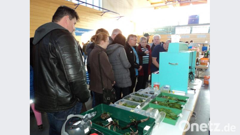 An den verschiedenen Aquarien standen die Besucher Schlange. Bild: ksi