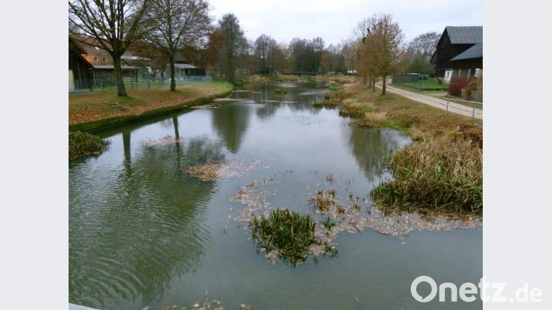 Längst überfällig ist nach Ansicht des Sportanglervereins das Ausbaggern der Creußen in Tremmersdorf. Der Bachlauf gleicht dort einem verlandenden Dorfweiher. Vorsitzender Martin Schusser kritisiert in der Herbstversammlung einmal mehr die Passivität des Wasserwirtschaftsamts. Bild: rn