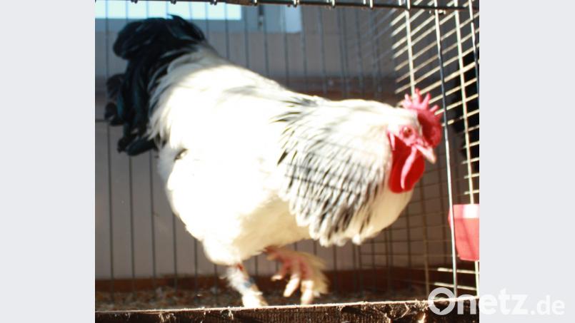 Es zeigt einen Hahn Sundheimer weiß-schwarz. Bild: lk