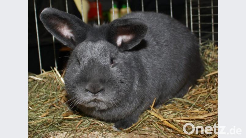 Es zeigt ein Kaninchen der Rasse Blaue Wiener. Bild: lk