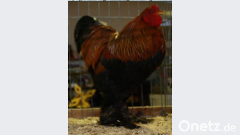 Es zeigt einen Hahn der Rasse Zwerg Brahma rebhuhnfarbig gebändert. Bild: lk