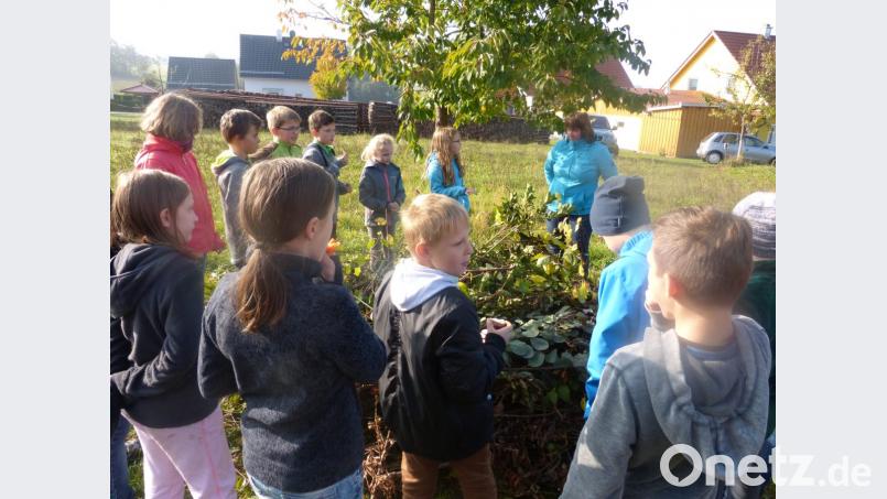 Rund um das Thema &quot;Äpfel&quot; ging es beim Unterrichtsgang der 4. Klasse Bild: exb