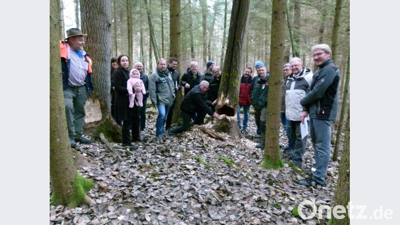Im Stadtwald werden dem Biber Zitterpappeln für sein Tun vergönnt. Und die Tiere – zehn an der Zahl – leisten ganze Arbeit, wie die Stadträte bei der jährlichen Waldbegehung sehen. Bild: rn
