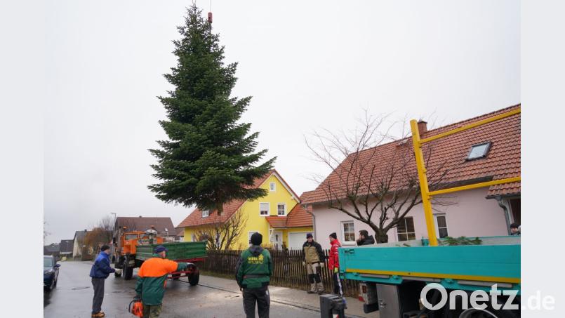Die Weihnachts - Edeltanne schwebt aus dem Garten an der Bernriether Straße. Bild: fvo