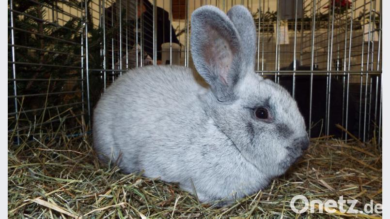 Ein besonders seltenes Exemplar ist der Helle Großsilber, eine Leihgabe von Birgit Sperber aus Königstein. Bild: e