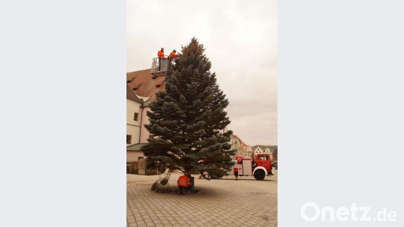 Der Christbaum ist fast 12 Meter hoch. Bild: arw