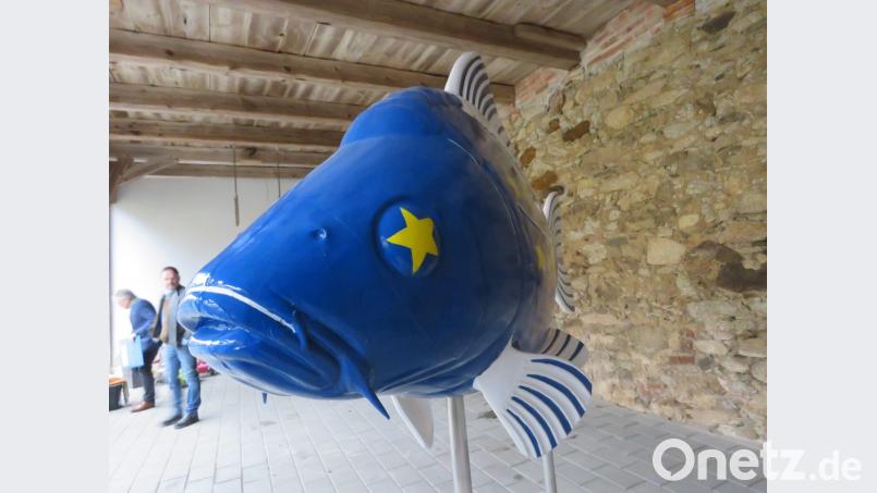 Ein bisschen skeptsich schaut er, der Stiftländer Karpfen. Aber es wird ihm schon gefallen im schönen Brüssel. Bild: ubb