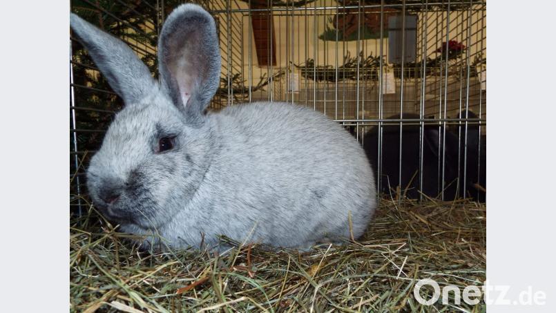 Nicht mehr so oft zu sehen und eher selten der von Birgit Sperber aus Königstein ausgestellte Helle Großsilber Bild: e