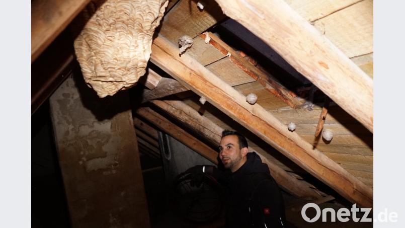 Kaminkehrer Jörg Böhm entdeckt bei seiner Arbeit immer wieder Hornissennester. Bild: bkr