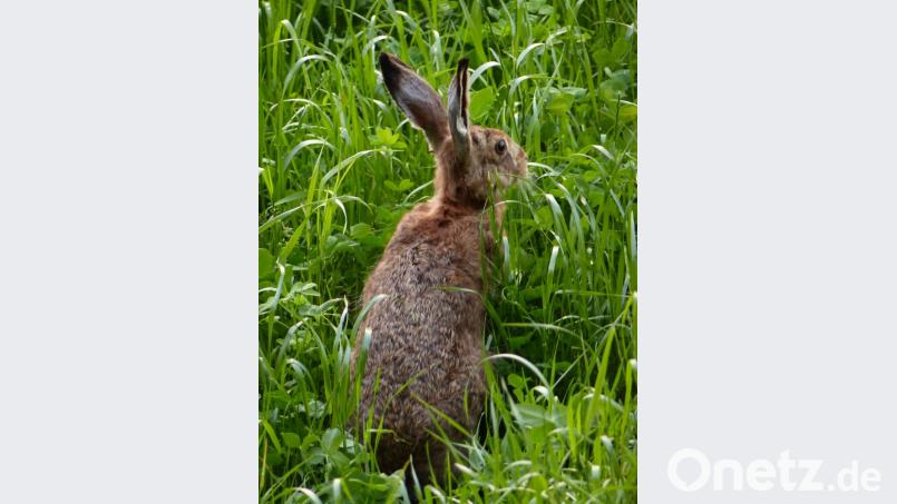 Kleines Tier, große Wirkung: Es gibt einen neuen bestätigten Fall von Hasenpest und einen Verdachtsfall. Bild: Schaller