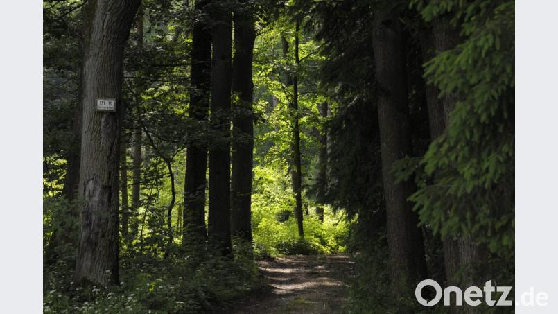 Wie sieht der Wald in der Zukunft aus? Bild: Petra Hartl