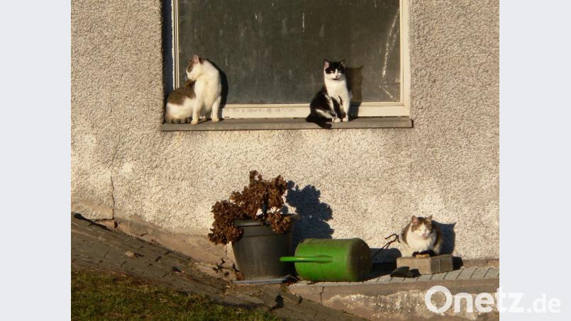 Wenn sich frei lebende Katzen zu mehreren regelmäßig treffen, spricht man von einem Hotspot. Von denen gibt es im Landkreis einige. Die Katzen finden dort Futter oder werden gezielt von Nachbarn gefüttert. Sind die Tiere nicht kastriert, führen solche Hotspots zu einer Geburtenexplosion. Bild: exb