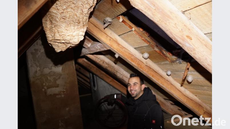 Kaminkehrer Jörg Böhm entdeckt bei seiner Arbeit immer wieder Hornissennester. Bild: bkr