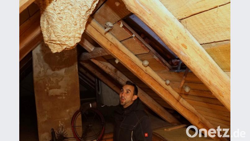 Kaminkehrer Jörg Böhm entdeckt bei seiner Arbeit immer wieder Hornissennester. Bild: bkr