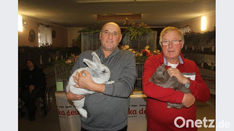 Die am höchsten bewerteten Tiere der Lokalschau stammen aus der Zucht von Johann Glaser (links) und Karl Bodensteiner (rechts). Fürs Glasers Häsin vergaben die Prüfer 97,0 Punkte, für den Rammler von Karl Bodensteiner sprangen 97,5 Punkte heraus. Bild: frd