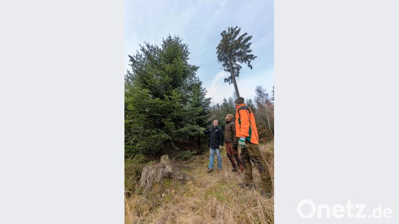 Die „Weihnachtsbaum-Jury“ um Udo Benker-Wienands (links) und Bernhard Kraus (rechts) ist sich einig: „Diese Tanne soll es sein!“ Bild: exb