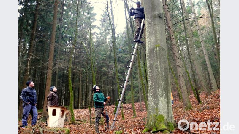 Der Verein für Landschaftspflege und Artenschutz (VLAB) installiert gemeinsam mit acht Mitgliedern der LBV-Ortsgruppe Trabitz Brutkästen für den Habichtskauz in den Mischwäldern rund um Friedenfels. Bild: exb