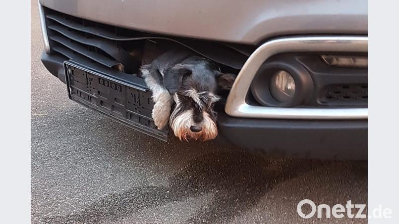 Einmal und nie wieder: Zwergschnauzer Tero steckt im Kühlergrill eines Autos. Foto: Polizei Harburg Bild: --