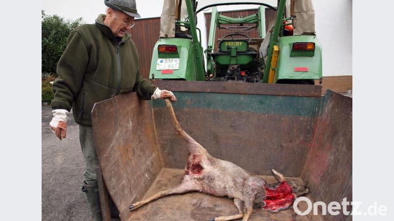 Jagdpächter Josef Müller mit dem von einem Hund gerissenen Reh. Bild: sön
