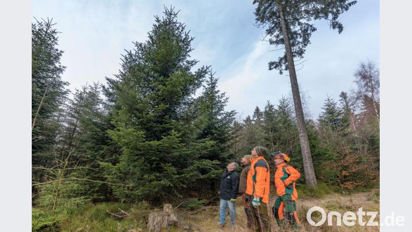 Die „Weihnachtsbaum-Jury“ um Udo Benker-Wienands (links) und Bernhard Kraus (rechts) ist sich einig: „Diese Tanne soll es sein!“ Bild: exb
