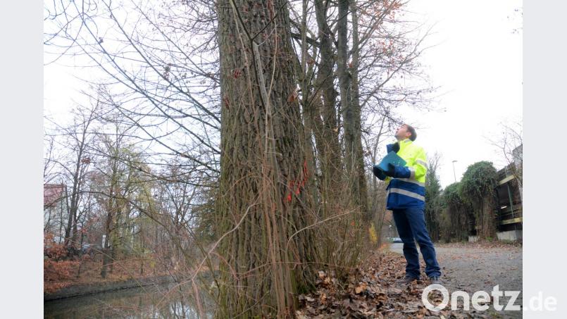 Insgesamt 32 Pappeln, die noch aus der üppigen Erstbepflanzung des Flutkanals stammen, werden „von oben nach unten“ aus dem Uferbewuchs entfernt, kündigt Andreas Ettl vom Wasserwirtschaft Weiden an. Bild: Gabi Schönberger