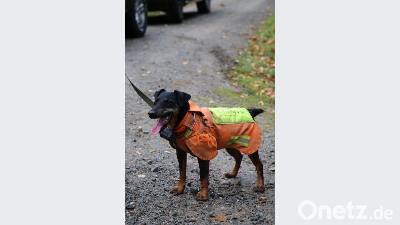 Dieses Bild zeigt einen Stöberhund bei einer Treibjagd im Altlandkreis Vohenstrauß im November. Er trägt eine spezielle Schutzweste, die ihn vor Angriffen durch Wildschweine vor allem im Halsbereich schützen. Um den Hals trägt er ein GPS-Gerät, das den Hundeführern die Ortung erleichtert. Am Ende ist genau ersichtlich, wo sich der Hund wie lange aufgehalten hat und welche Strecke er dabei zurückgelegt hat. Bild: ck