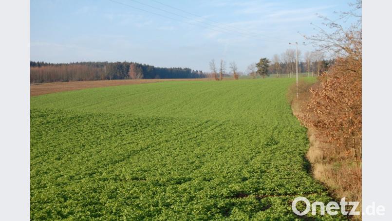 Auf diesem Grundstück bei Scherreuth wollte eine Firma aus Wörrstadt (Rheinland-Pfalz) eine rund 8,6 Hektar große Photovoltaik-Freiflächenanlage mit zirka 18270 Modulen und einer Leistung von etwa 6,7 MWp errichten. Die Mehrheit der betroffenen Bürger lehnt das Projekt nun allerdings ab. Bild: sm