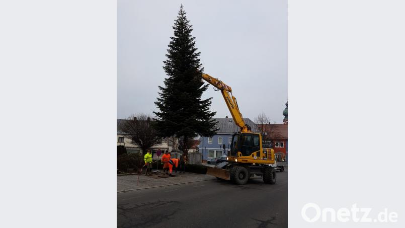 Der Tannenbaum steht am Tillyplatz. Bild: buc