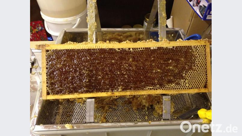 Hier ist der Honig in den Waben schon gut sichtbar. Für die Auerbacher Imker ist das Bienenjahr trotz Hitze kein kompletter Reinfall gewesen. Bild: oy