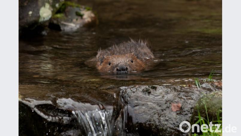 An sich ist der Biber ja ein putziges Tierchen. Doch der Vilsecker Bürgermeister ist gar nicht gut auf ihn zu sprechen. Bild: Grüner