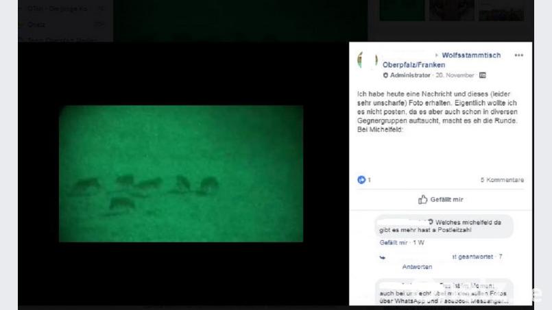 Ein Screenshot aus dem Internet. Dieses Bild befeuert die Spekulationen, es könnten mehr Wölfe im Veldensteiner Forst. Bild: Facebook/Wolfstammtisch Oberpfalz/Franken