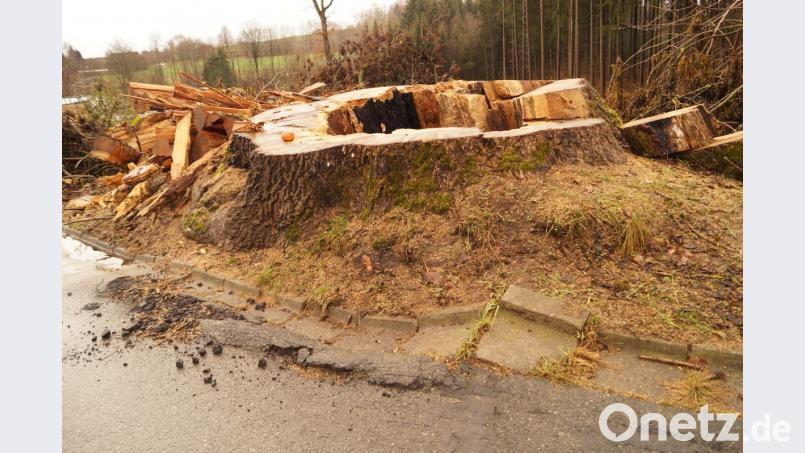 Der Stamm der gefällten Eiche hat auch die Straße beschädigt. Bild: arw