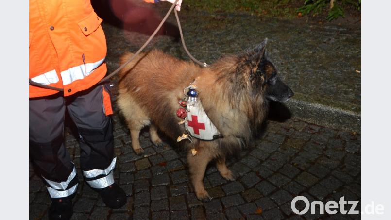 Der belgische Schäferhund "Codiac" ist ausgebildeter Rettungshund und war beim "Advent im Schloss" weihnachtlich mit einer Lichterkette geschmückt. Bild: dob