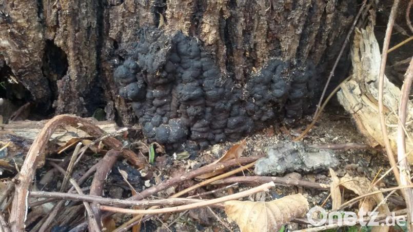 Der Brandkrustenpilz ist die aggressivste Art unter den Pilzen, die Bäumen zusetzen. Im Sommer zeigen sich vor allem die typisch schwarzen, krustenartigen Fruchtkörper. Bild: Stadtgärtnerei Weiden