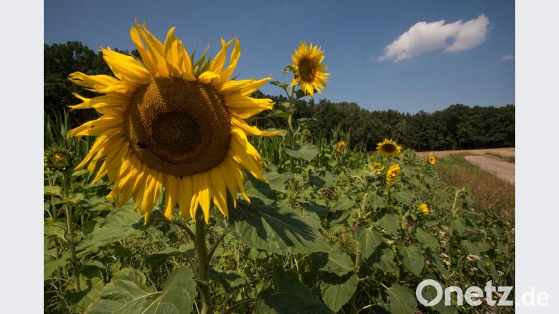 Das ist ein vorbildlicher Blühstreifen, der an einem Feld bei Amberg in diesem Sommer wuchs. Im Umweltausschuss beantragte jetzt CSU-Stadtrat Norbert Wasner, das Ausweisen von Blühstreifen auf landwirtschaftlich verpachteten Flächen. Bild: pop