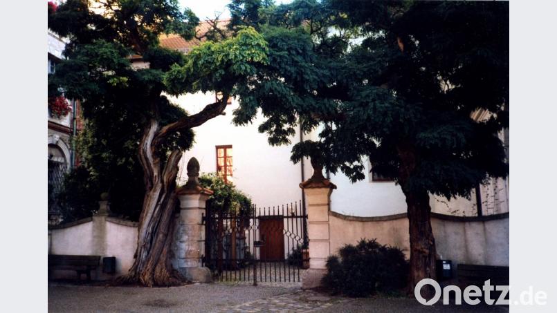 Noch um die Jahrtausendwende standen die beiden knorrigen Bäume am Eingang des Hofes zwischen Altem und neuem Schloss. Bild: krb