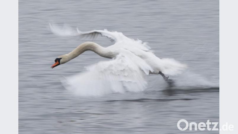 So einfach davonfliegen konnte der Schwan, der sich am Karl-Heilmann-Block verirrt hatte, nicht. Anwohner riefen daher die Polizei zu Hilfe. Bild: Sebastian Kahnert/dpa