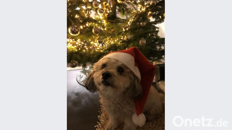 Strahlende Kinderaugen sind in diesem Fall programmiert, aber so ein Hund wird gut 15 Jahre alt. Da kann das Kind längst aus dem Haus sein, der Hund bleibt. Unser Hund im Bild hat Glück: Er war nie ein Weihnachtsgeschenk und er wird hoffentlich mindestens 15 Jahre alt. Bild:  privat